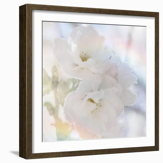 Apple Blossoms 02-LightBoxJournal-Framed Giclee Print