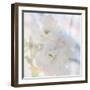 Apple Blossoms 02-LightBoxJournal-Framed Giclee Print