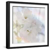 Apple Blossoms 02-LightBoxJournal-Framed Giclee Print