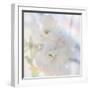 Apple Blossoms 02-LightBoxJournal-Framed Giclee Print