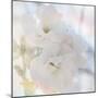 Apple Blossoms 02-LightBoxJournal-Mounted Giclee Print