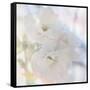 Apple Blossoms 02-LightBoxJournal-Framed Stretched Canvas