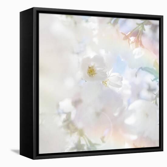 Apple Blossoms 03-LightBoxJournal-Framed Stretched Canvas