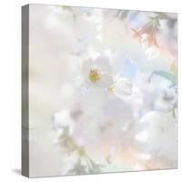 Apple Blossoms 03-LightBoxJournal-Stretched Canvas