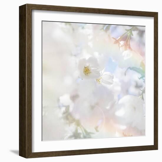 Apple Blossoms 03-LightBoxJournal-Framed Giclee Print