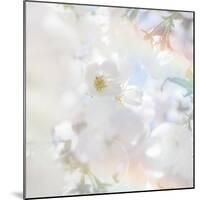 Apple Blossoms 03-LightBoxJournal-Mounted Giclee Print