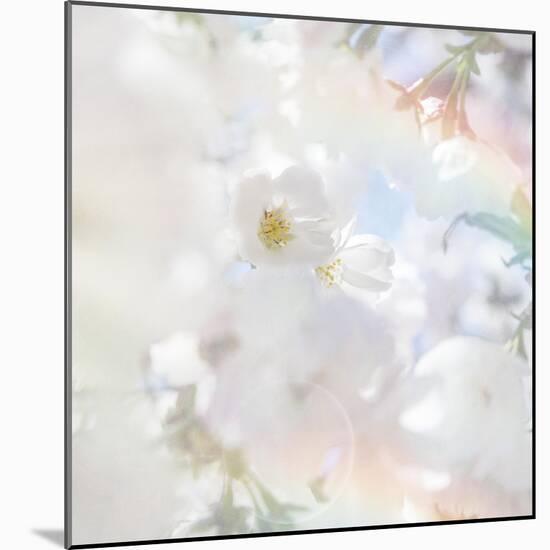 Apple Blossoms 03-LightBoxJournal-Mounted Giclee Print