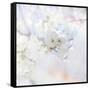 Apple Blossoms 04-LightBoxJournal-Framed Stretched Canvas