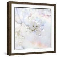 Apple Blossoms 04-LightBoxJournal-Framed Giclee Print