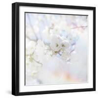 Apple Blossoms 04-LightBoxJournal-Framed Giclee Print