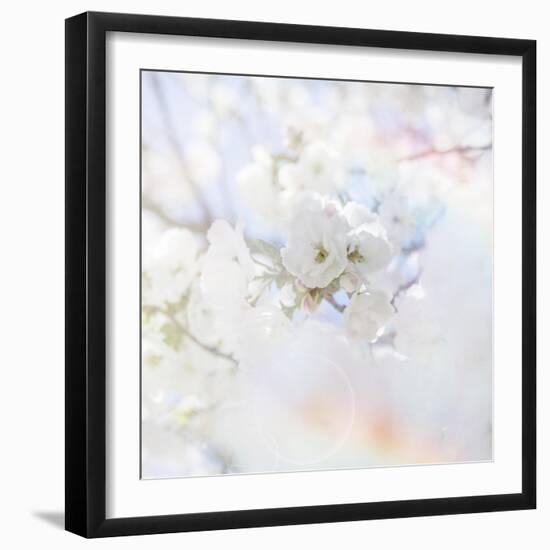 Apple Blossoms 04-LightBoxJournal-Framed Giclee Print