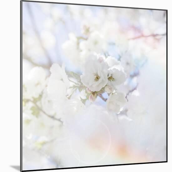 Apple Blossoms 04-LightBoxJournal-Mounted Giclee Print