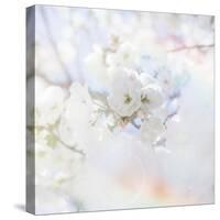 Apple Blossoms 04-LightBoxJournal-Stretched Canvas