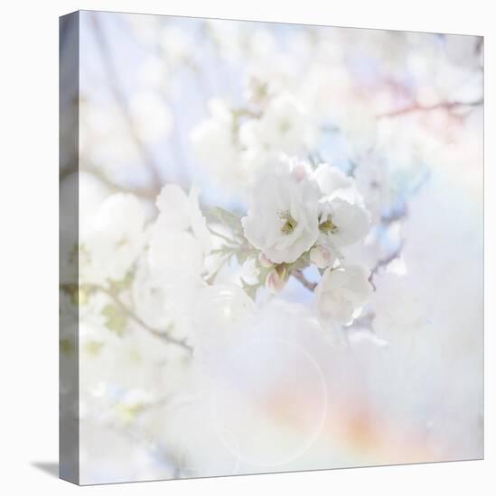 Apple Blossoms 04-LightBoxJournal-Stretched Canvas