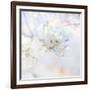 Apple Blossoms 04-LightBoxJournal-Framed Giclee Print