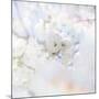 Apple Blossoms 04-LightBoxJournal-Mounted Giclee Print