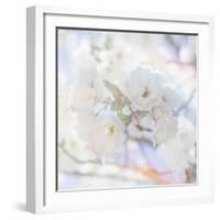 Apple Blossoms 05-LightBoxJournal-Framed Giclee Print