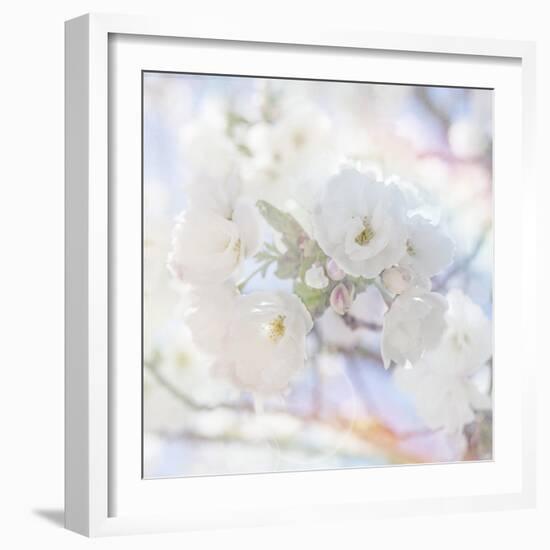 Apple Blossoms 05-LightBoxJournal-Framed Giclee Print