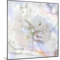 Apple Blossoms 05-LightBoxJournal-Mounted Giclee Print