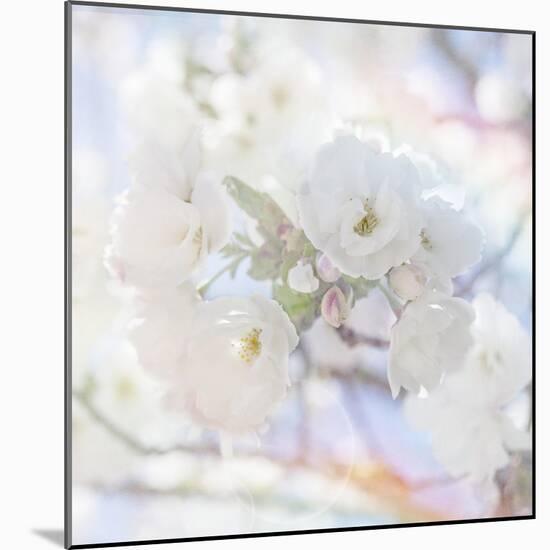 Apple Blossoms 05-LightBoxJournal-Mounted Giclee Print