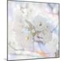 Apple Blossoms 05-LightBoxJournal-Mounted Giclee Print