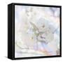 Apple Blossoms 05-LightBoxJournal-Framed Stretched Canvas