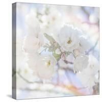 Apple Blossoms 05-LightBoxJournal-Stretched Canvas