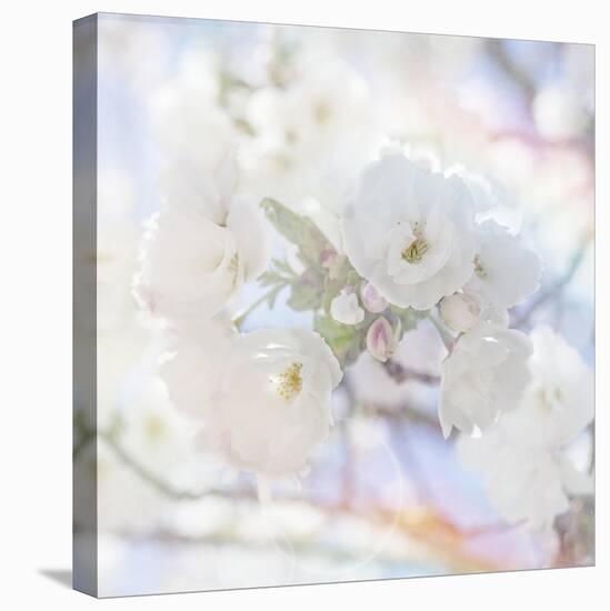 Apple Blossoms 05-LightBoxJournal-Stretched Canvas