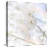 Apple Blossoms 06-LightBoxJournal-Stretched Canvas