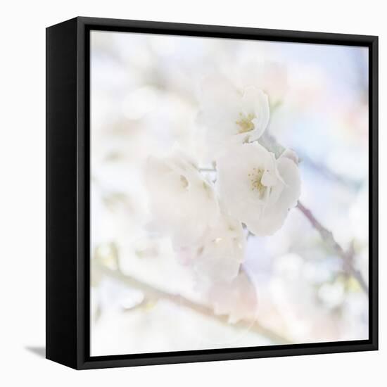 Apple Blossoms 06-LightBoxJournal-Framed Stretched Canvas