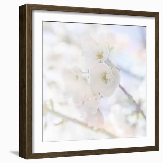 Apple Blossoms 06-LightBoxJournal-Framed Giclee Print