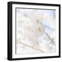 Apple Blossoms 06-LightBoxJournal-Framed Giclee Print