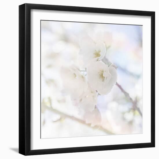 Apple Blossoms 06-LightBoxJournal-Framed Giclee Print