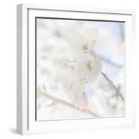 Apple Blossoms 06-LightBoxJournal-Framed Giclee Print