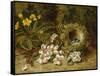 Apple Blossoms, a Primrose and Birds Nest on a Mossy Bank-Clare Oliver-Framed Stretched Canvas