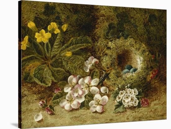 Apple Blossoms, a Primrose and Birds Nest on a Mossy Bank-Clare Oliver-Stretched Canvas