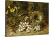 Apple Blossoms, a Primrose and Birds Nest on a Mossy Bank-Clare Oliver-Stretched Canvas