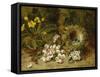 Apple Blossoms, a Primrose and Birds Nest on a Mossy Bank-Clare Oliver-Framed Stretched Canvas