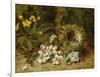 Apple Blossoms, a Primrose and Birds Nest on a Mossy Bank-Clare Oliver-Framed Giclee Print