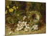 Apple Blossoms, a Primrose and Birds Nest on a Mossy Bank-Clare Oliver-Mounted Giclee Print