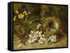 Apple Blossoms, a Primrose and Birds Nest on a Mossy Bank-Oliver Clare-Framed Stretched Canvas