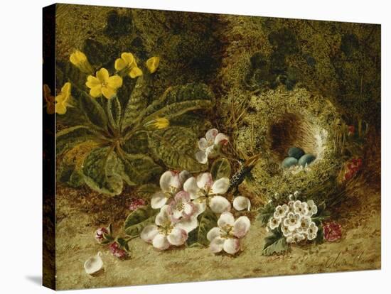 Apple Blossoms, a Primrose and Birds Nest on a Mossy Bank-Oliver Clare-Stretched Canvas