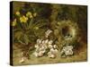 Apple Blossoms, a Primrose and Birds Nest on a Mossy Bank-Oliver Clare-Stretched Canvas