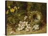 Apple Blossoms, a Primrose and Birds Nest on a Mossy Bank-Oliver Clare-Stretched Canvas