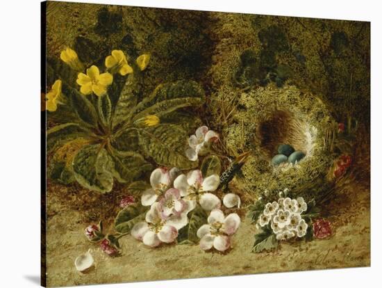 Apple Blossoms, a Primrose and Birds Nest on a Mossy Bank-Oliver Clare-Stretched Canvas