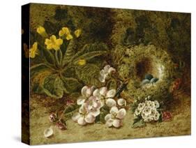 Apple Blossoms, a Primrose and Birds Nest on a Mossy Bank-Oliver Clare-Stretched Canvas