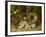 Apple Blossoms, a Primrose and Birds Nest on a Mossy Bank-Oliver Clare-Framed Giclee Print