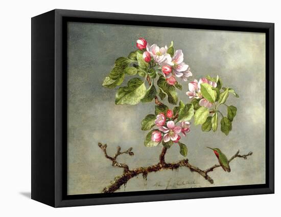 Apple Blossoms and a Hummingbird, 1875-Martin Johnson Heade-Framed Stretched Canvas