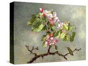 Apple Blossoms and a Hummingbird, 1875-Martin Johnson Heade-Stretched Canvas