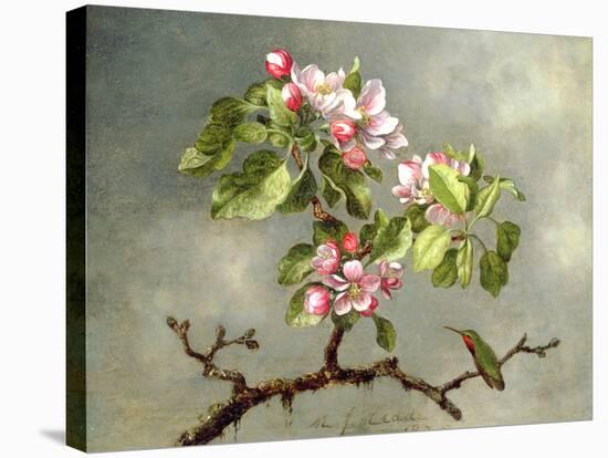 Apple Blossoms and a Hummingbird, 1875-Martin Johnson Heade-Stretched Canvas